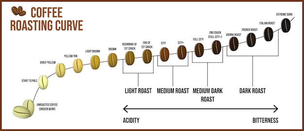 Набор кофейных зерен, трансформирующихся из белых в черные обжаренные или кофейные стадии обжарки