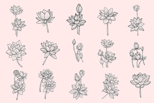 Набор коллекций bundle hand drawn flower lotus leafs naturals изолированная наклейка черная ботаническая иллюстрация line art