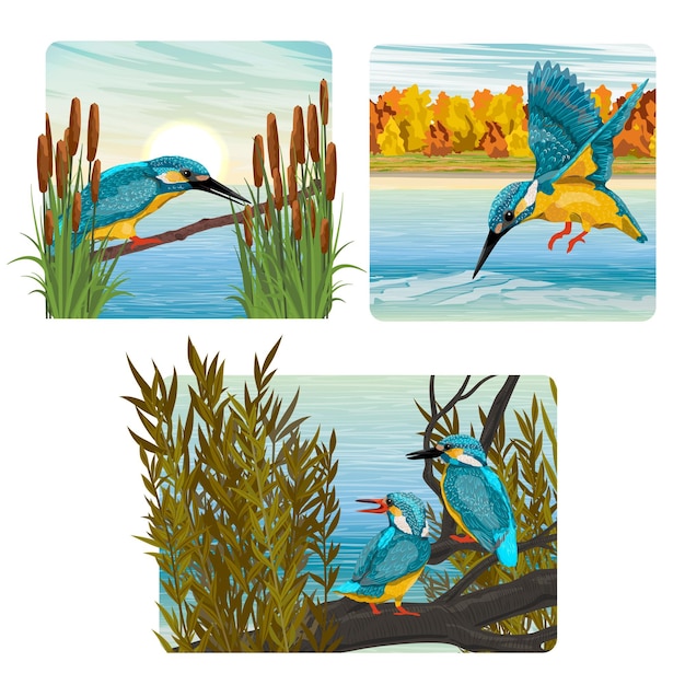 ベクトル カワセミの鳥と湖の近くでカワセミが海岸でガマを狩るコンポジションのセット