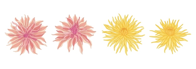 Вектор Набор иллюстраций цветущих цветов георгин