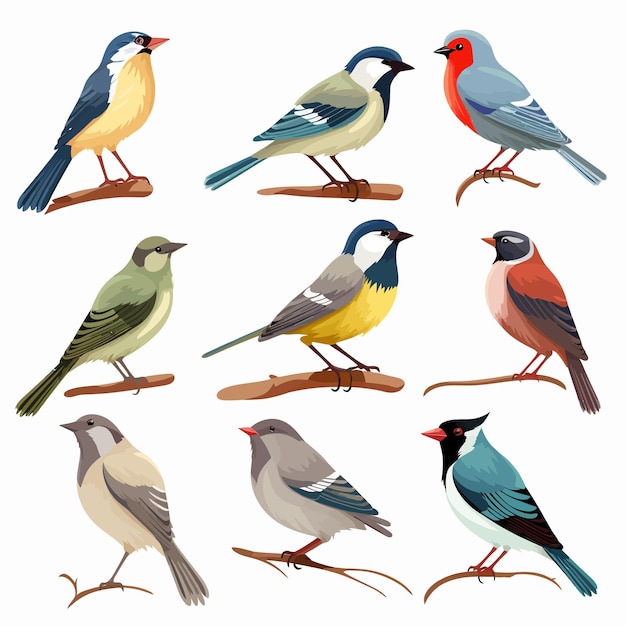 Set_of_different_bird_cartoon