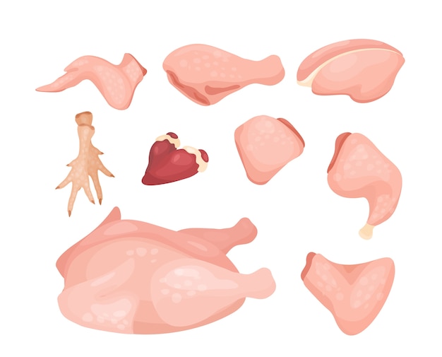 ベクトル さまざまな種類の鶏肉のセット鶏の死骸のさまざまな部分