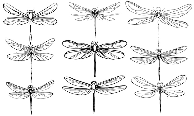 Набор стрекоз коллекция стрекоз черно-белых обрисов