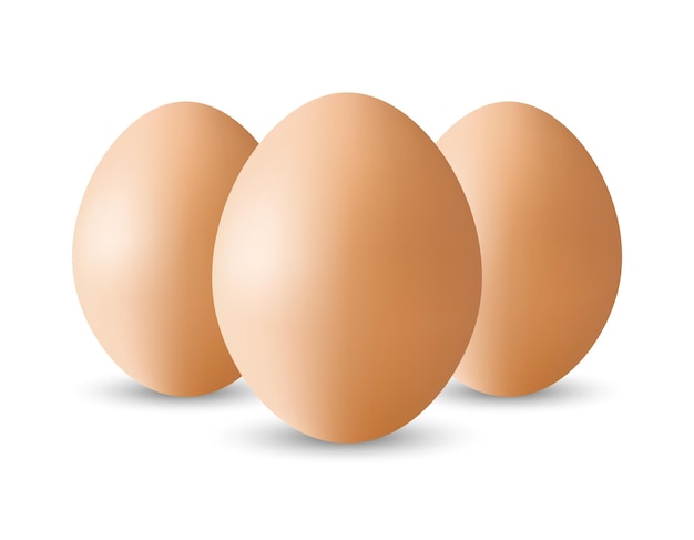 벡터 흰색 background.eggs template.realistic eggs.chicken eggs.vector에 고립 된 계란 세트