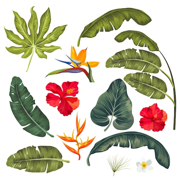 エキゾチックな熱帯の葉と花のセットは、白い背景の上のベクトルイラストを分離しました。あなたのデザインのための異なる形の緑の葉、ジャングルの葉