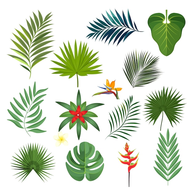ベクトル エキゾチックな熱帯の葉の白い背景の上の孤立したベクトルイラストのセットです。あなたのデザインのための異なる形の緑の葉、ジャングルの葉