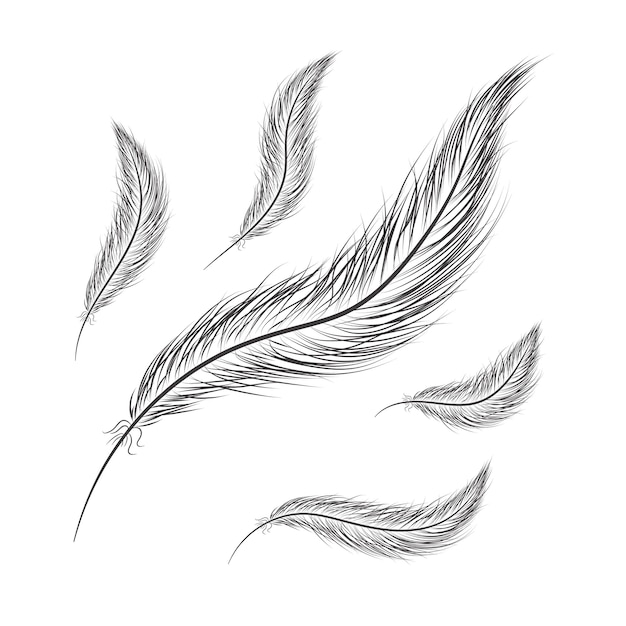 Набор перьев нарисован вручную на белом фоне