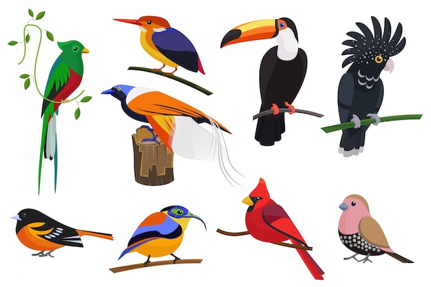 Набор плоских мультяшный тропических экзотических птиц установлен.
