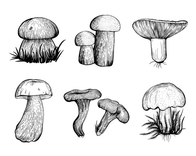 Вектор Набор лесных грибов. съедобные грибы, сыроежки, лисички, подберезовики. рука нарисованные векторные иллюстрации