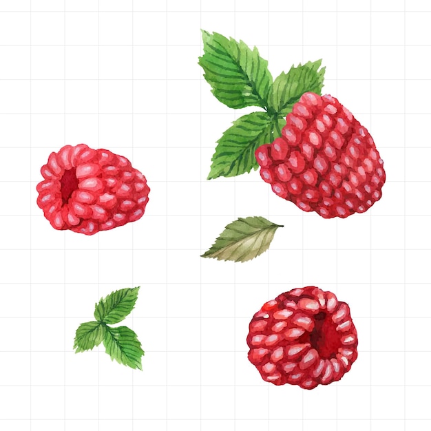 ベクトル 水彩で描かれた果物のセット