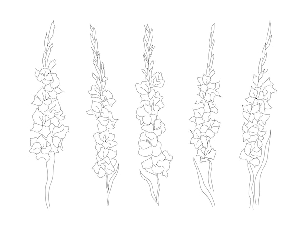 Вектор Набор цветов гладиолуса в линейном стиле изолированная векторная иллюстрация линейные цветы для логотипа татуировки
