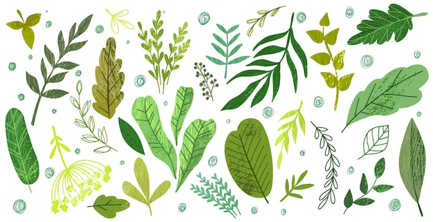 Вектор Набор зеленых листьев и трав, нарисованных вручную