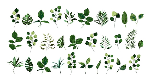 Набор зелени листьев и веточек