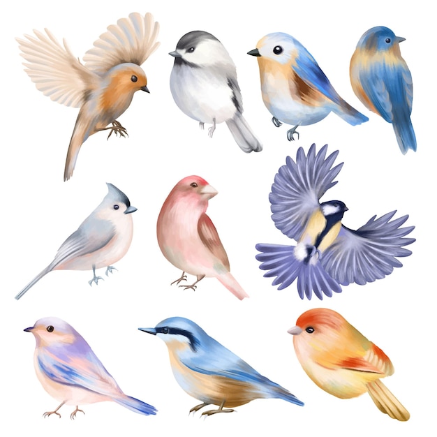 Вектор Набор рисованной милые птицы изолированные иллюстрации на белом фоне