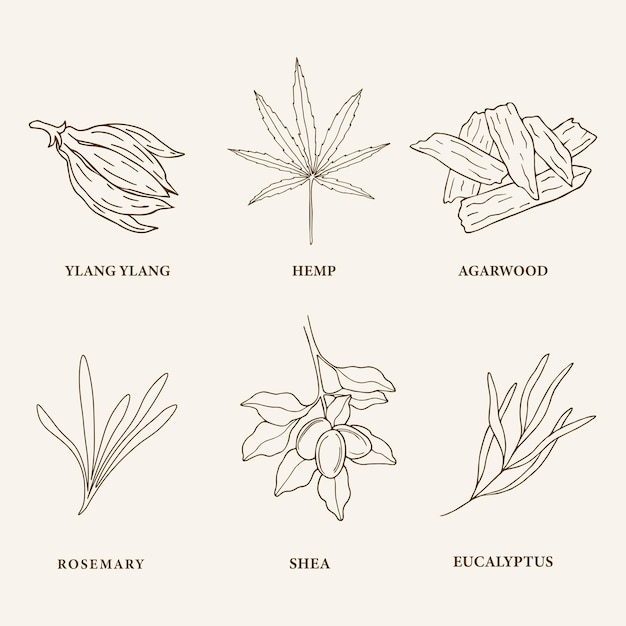 벡터 손으로 그린 에센셜 오일 식물과 꽃 세트