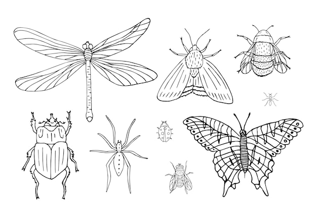 ベクトル 白い背景で隔離の手描きの昆虫のセット