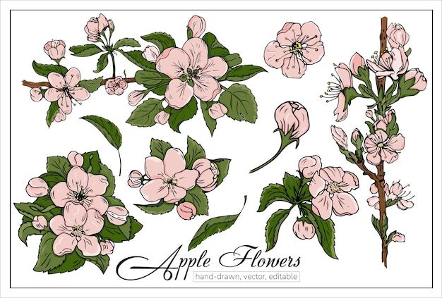 Вектор Набор нарисованных вручную розовых цветов яблока или вишни векторная ботаническая иллюстрация для украшения открыток