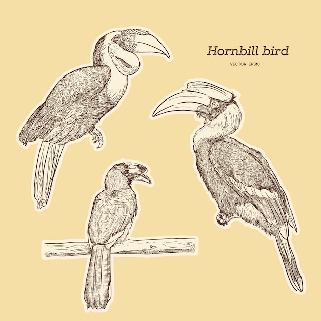 Hornbill鳥のセット、手描きのスケッチベクトル。