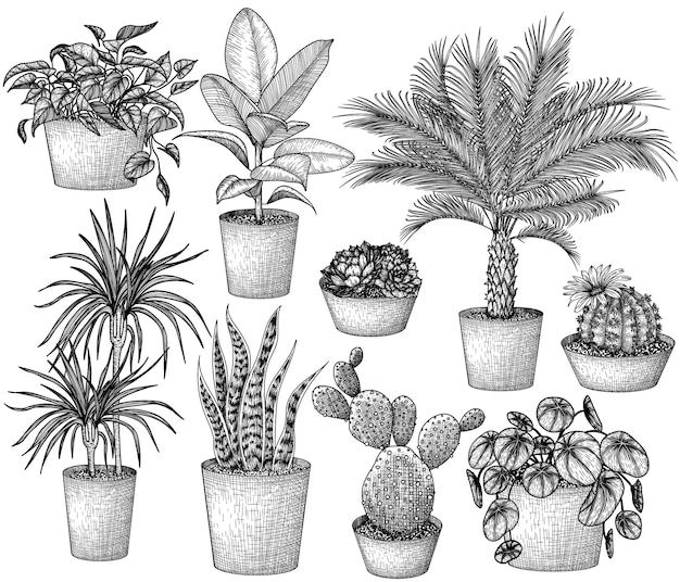 Набор комнатных растений в стиле гравюры графическая линейная драцена лобивия кактус сансевиерия