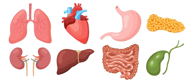 인간의 내부 장기 세트. 폐, 심장, 간, 신장, 위, 췌장, 담낭