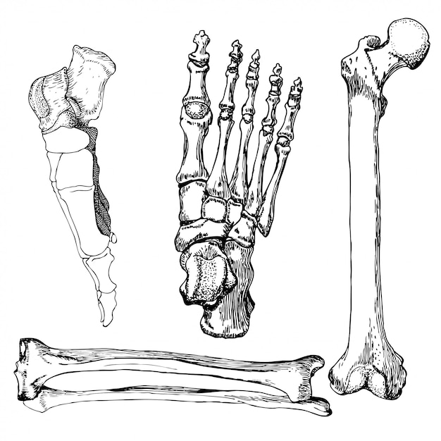 Вектор Набор человеческих костей ног с ногой.