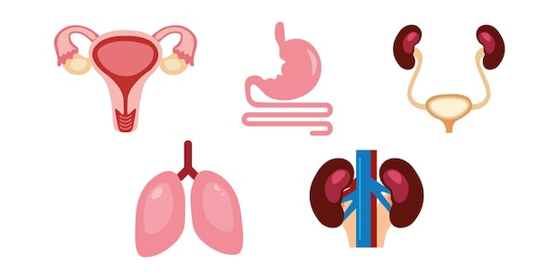 人間 organs.vector 図のセット