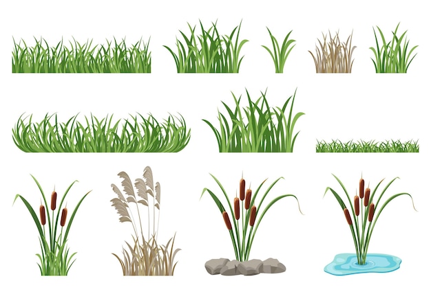 Набор иллюстраций тростника, рогоза, элементов бесшовные травы. векторная коллекция болотной растительности, зеленой лужайки.