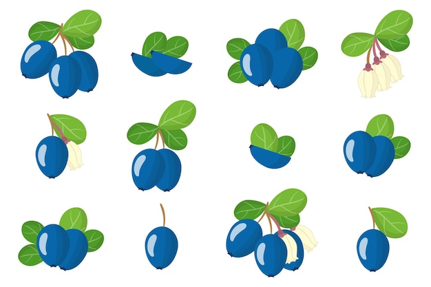 벡터 빌베리 이국적인 과일, 꽃과 잎 흰색 배경에 고립 된 삽화의 집합입니다. 격리 된 아이콘을 설정합니다.