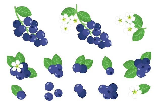 Набор иллюстраций с экзотическими фруктами, цветами и листьями shadberry изолированы