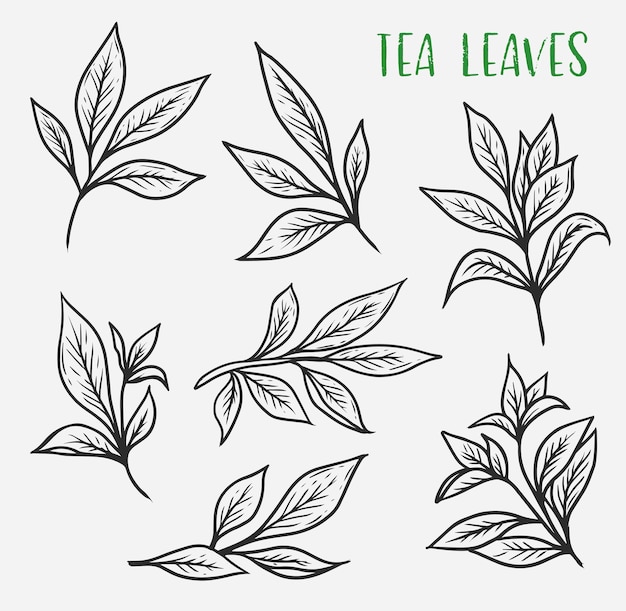 벡터 세일론 또는 인도 차 잎의 고립 된 스케치 세트 음료 향신료 또는 성분을위한 유기 식물