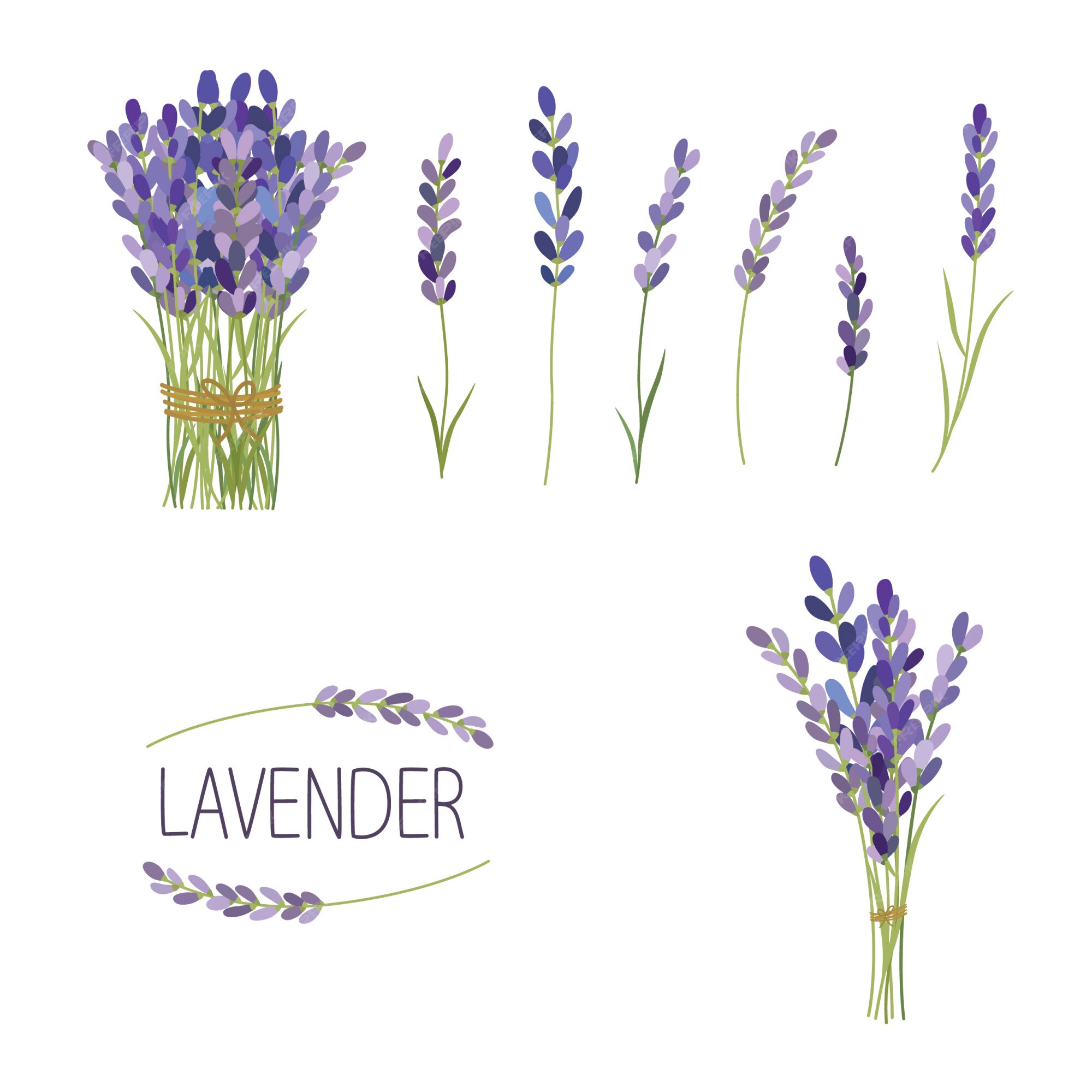 Lavender 画像 無料のベクター ストックフォト Psd