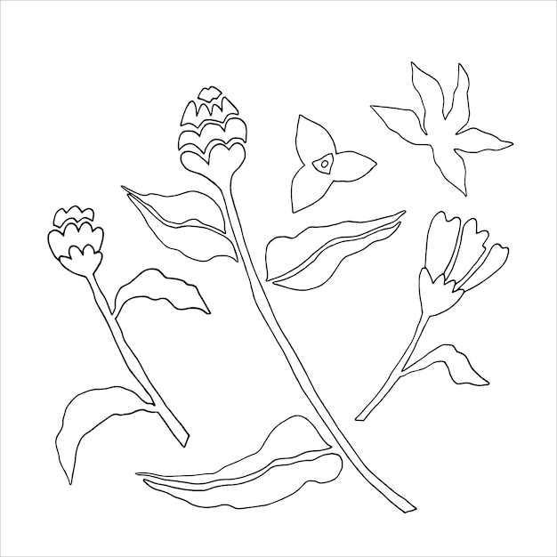 白い背景の黒と白のベクトル輪郭の ⁇ 沢な花のセット