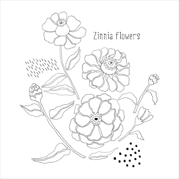 벡터 ⁇ 색 배경에 검은색과  ⁇ 색  ⁇ 터 윤 ⁇ 의 럭셔리 zinnia 꽃 세트