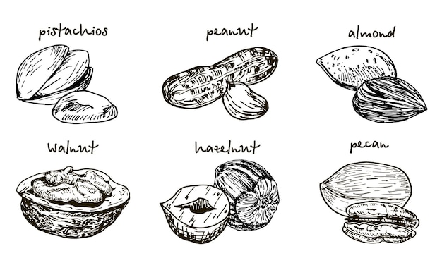 ナッツと種子のセット手描きオブジェクトナッツコレクション図面スケッチデザインの要素