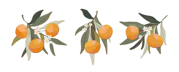Набор апельсиновых ветвей ручной рисунок мандарина со спелыми фруктами, листьями и цветами на белом фоне векторная иллюстрация
