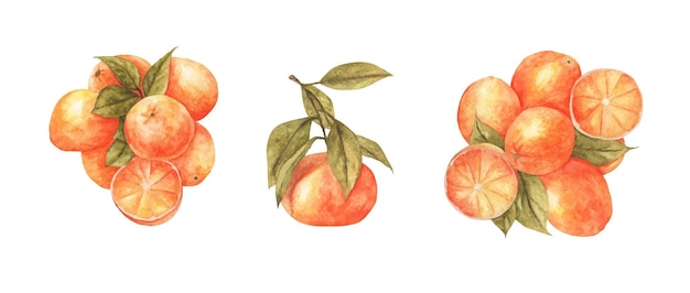 Вектор Набор плодов апельсина с листом. акварельная иллюстрация.
