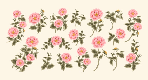 벡터 복숭아 오렌지 정원 꽃 rosa canina와 잎 가지 여름 꽃 클립 아트 요소 집합
