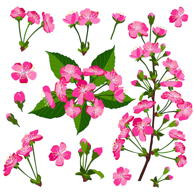 벡터 분홍색 벚꽃 꽃 세트