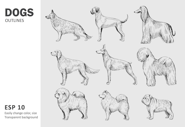 ベクトル 犬の人気のある品種のセット。白で隔離手描きイラスト