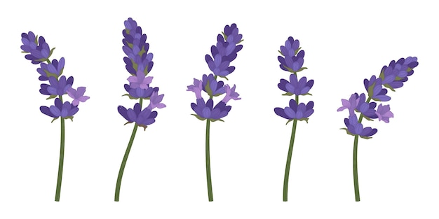 Вектор Набор иллюстраций цветущих цветов фиолетовой лаванды