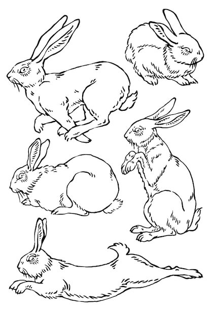Вектор Набор иллюстраций кроликов пасхальный кролик