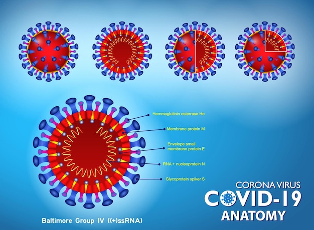 현실적인 Covid19 해부학 배경 개념 또는 현실적인 백신 앰플 주사기 세트