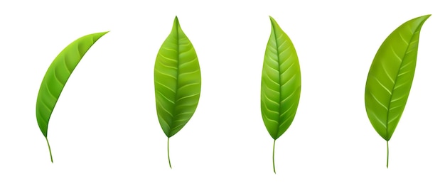 Вектор Набор реалистичных листьев зеленого чая
