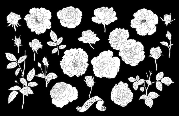 Набор силуэтов роз линейный векторный рисунок цветов бутонов роз, стеблей и листьев