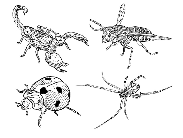 스케치 및 손으로 그린 곤충 및 벌레 전갈 벌 무당벌레 및 거미 세트