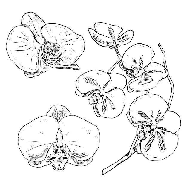 Набор эскизов и нарисованных вручную цветочных элементов орхидей