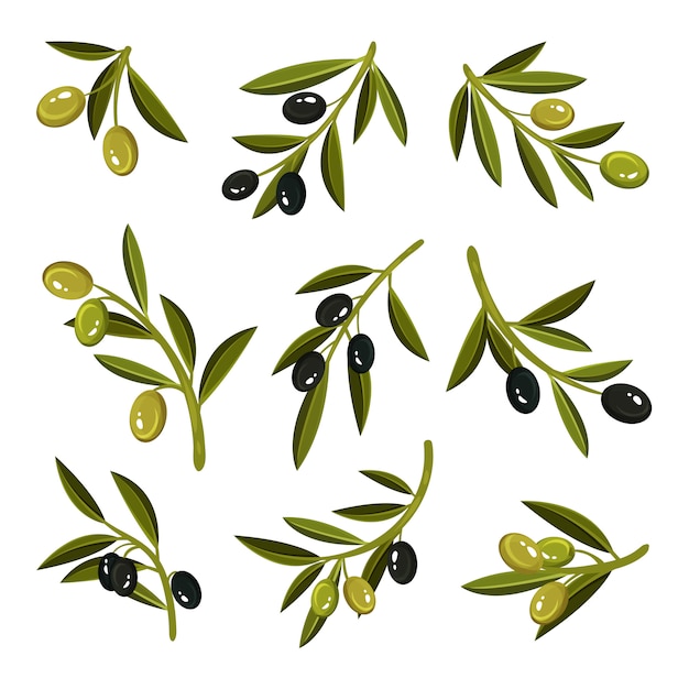 葉、緑と黒のオリーブの小枝のセット。自然で健康的な製品。自然食品