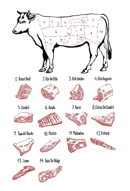 ベクトル スペインの牛肉のセット 手描きスケッチベクトルスケッチイラスト
