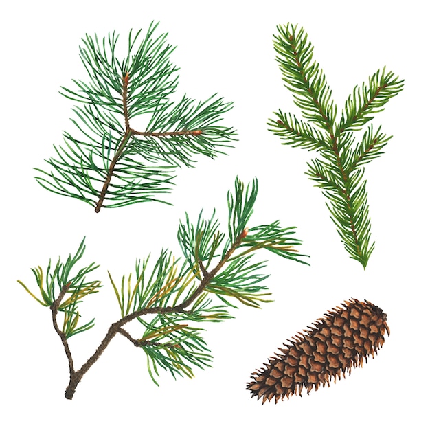 ベクトル スプルース、モミ、松またはクリスマスツリーの枝とコーンの水彩イラストのセット