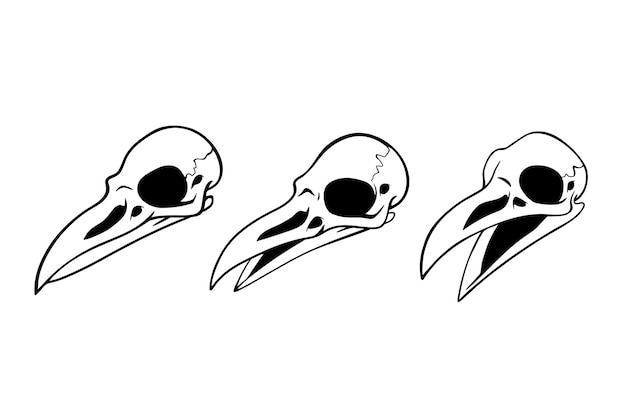 3개의 간단한 새 두개골 세트